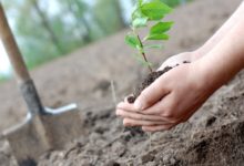 Masz wpływ na przyszłość Radomska – wypełnij ankietę