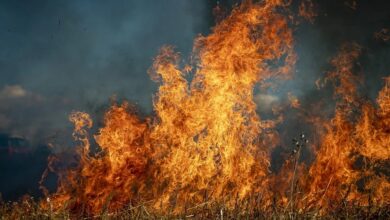 Wypalanie traw - zły zwyczaj, który niszczy życie