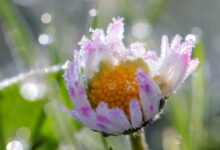 Do -6°C przy gruncie. Nadchodzi chłodna noc