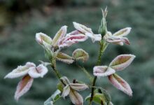 Zimny poranek w powiecie radomszczańskim. Alert IMGW