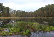 Nowy rezerwat w powiecie radomszczańskim