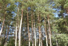 Szczęśliwy finał poszukiwań seniorki z gminy Żytno