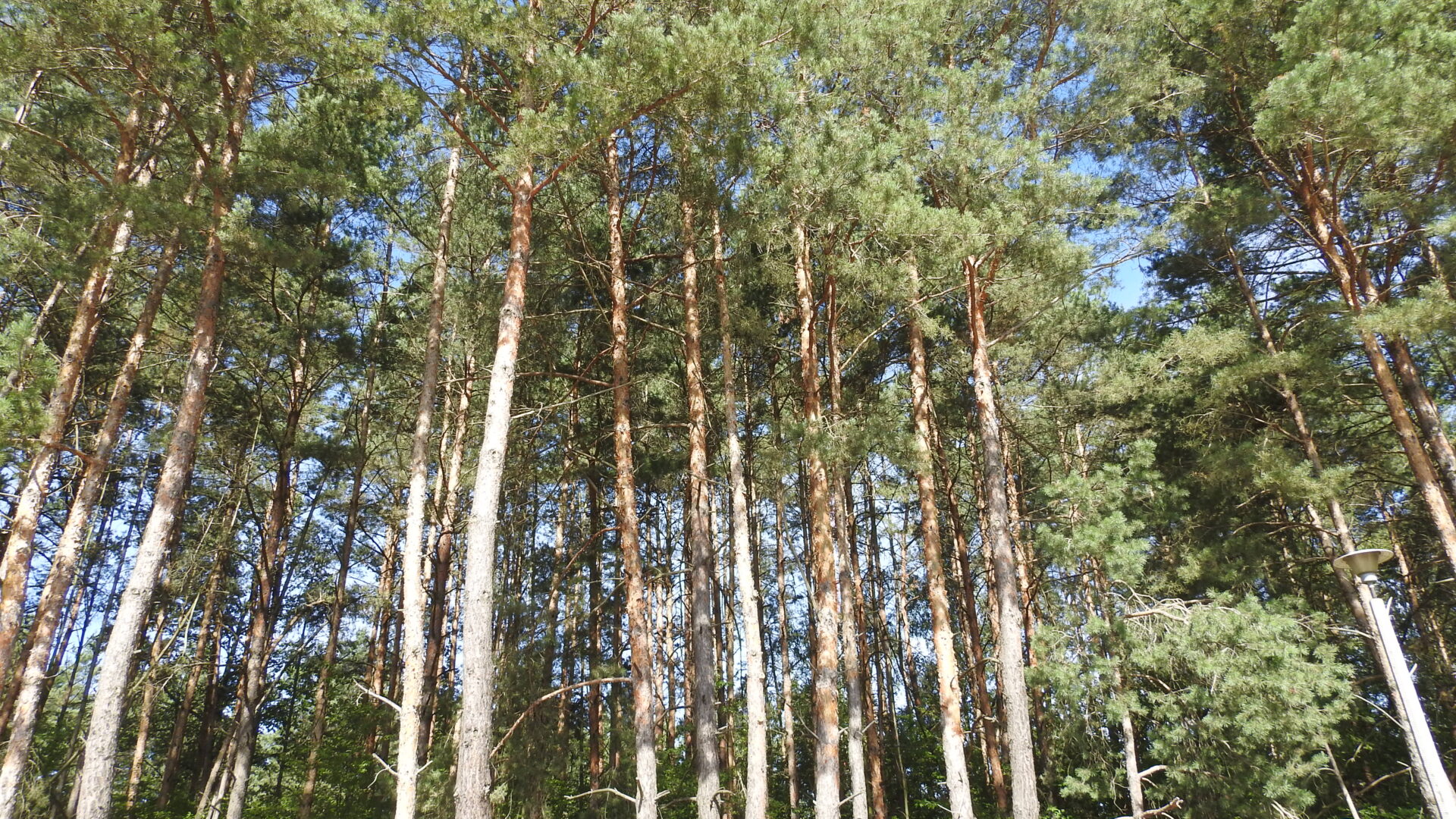 Szczęśliwy finał poszukiwań seniorki z gminy Żytno