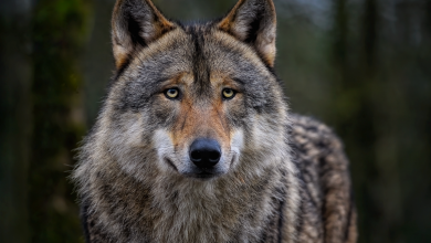 Wilki w Gminie Żytno – apel o zachowanie ostrożności