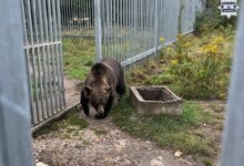 Niedźwiedź w prywatnej posesji w gminie Kłomnice. Mężczyźnie grozi 5 lat więzienia