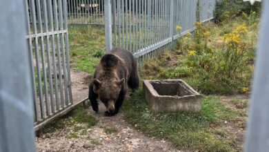 Niedźwiedź w prywatnej posesji w gminie Kłomnice. Mężczyźnie grozi 5 lat więzienia