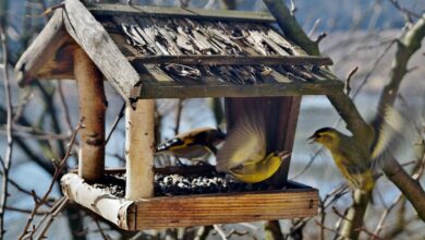 Bezpłatne karmniki dla ptaków – kolejna akcja Radomszczańskiego Stowarzyszenia Ornitologicznego