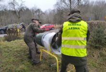 Świąteczne drzewka z plantacji. Mieszkańcy ruszyli po choinki