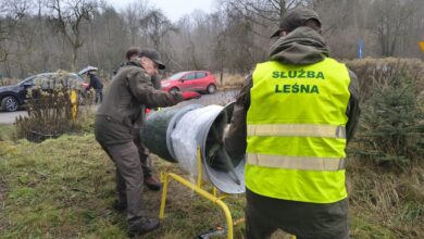 Świąteczne drzewka z plantacji. Mieszkańcy ruszyli po choinki