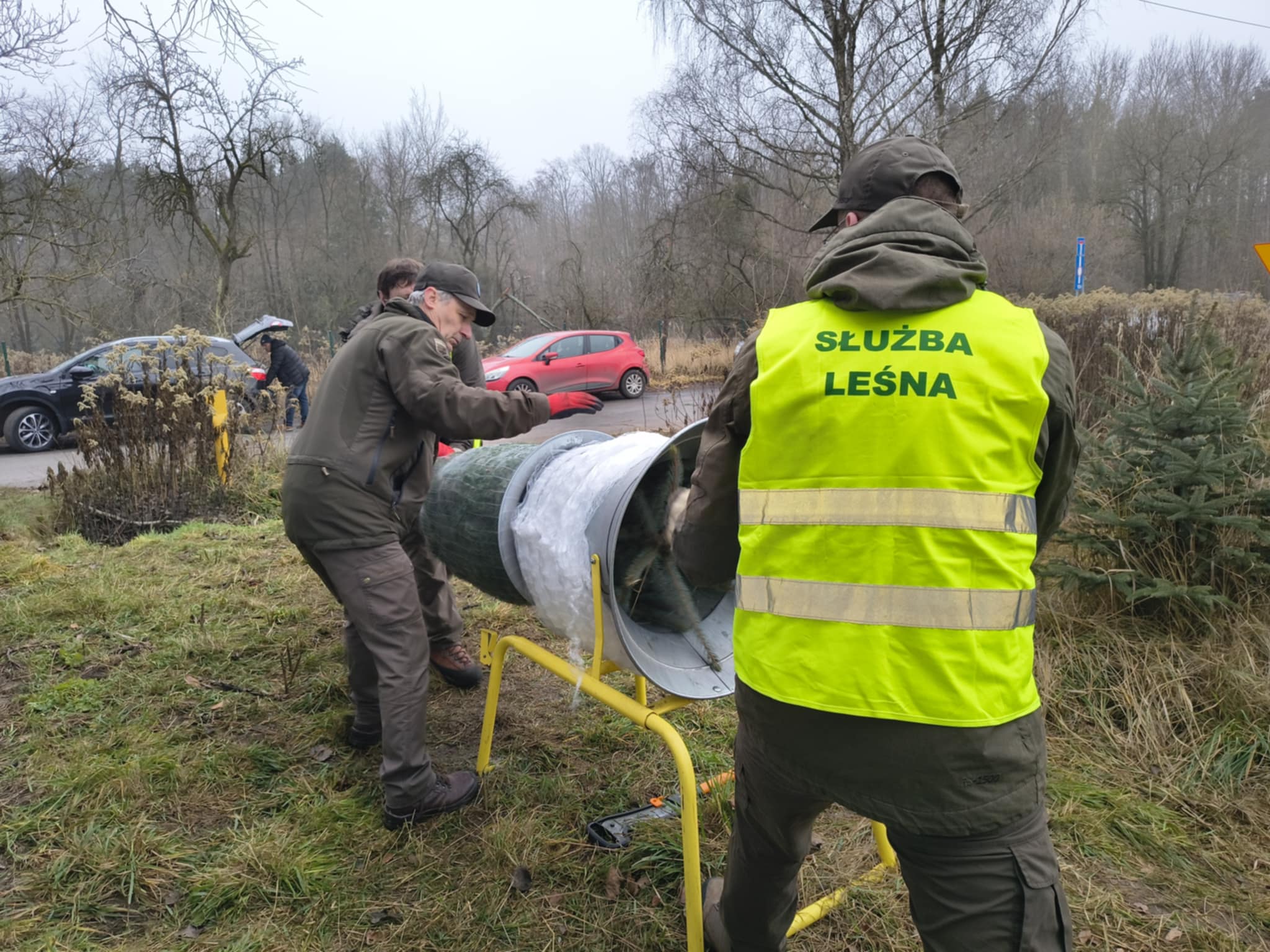 Świąteczne drzewka z plantacji. Mieszkańcy ruszyli po choinki