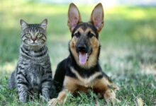 Kastracja i sterylizacja zamiast bezdomności. Podsumowanie programu powiatowego