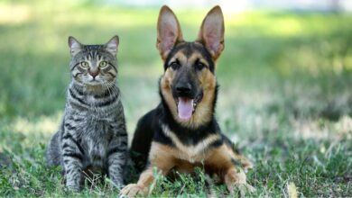 Kastracja i sterylizacja zamiast bezdomności. Podsumowanie programu powiatowego