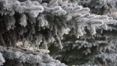 Nie masz jeszcze choinki? Nic straconego! W sobotę będzie okazja kupić ją prosto z plantacji