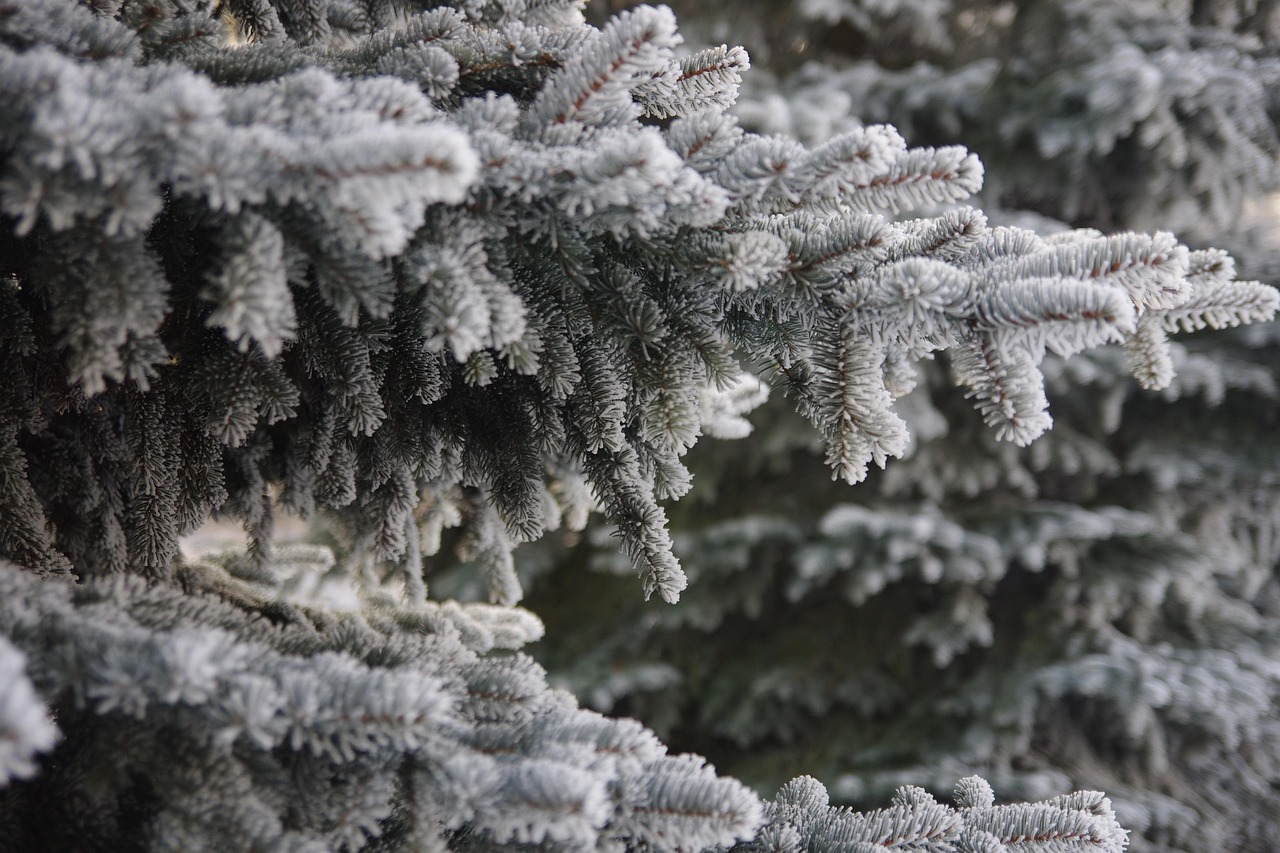 Nie masz jeszcze choinki? Nic straconego! W sobotę będzie okazja kupić ją prosto z plantacji