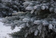 Nadleśnictwo zaprasza po świąteczne choinki – w tym roku w dwóch lokalizacjach!