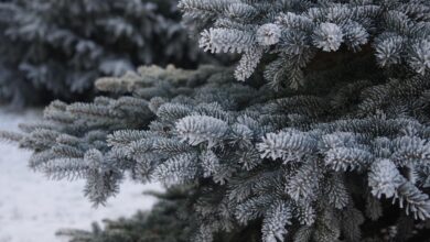 Nadleśnictwo zaprasza po świąteczne choinki – w tym roku w dwóch lokalizacjach!