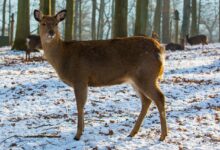 Akcja ratunkowa w Gomunicach. Strażacy pomogli uwięzionej sarnie