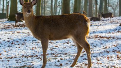 Akcja ratunkowa w Gomunicach. Strażacy pomogli uwięzionej sarnie