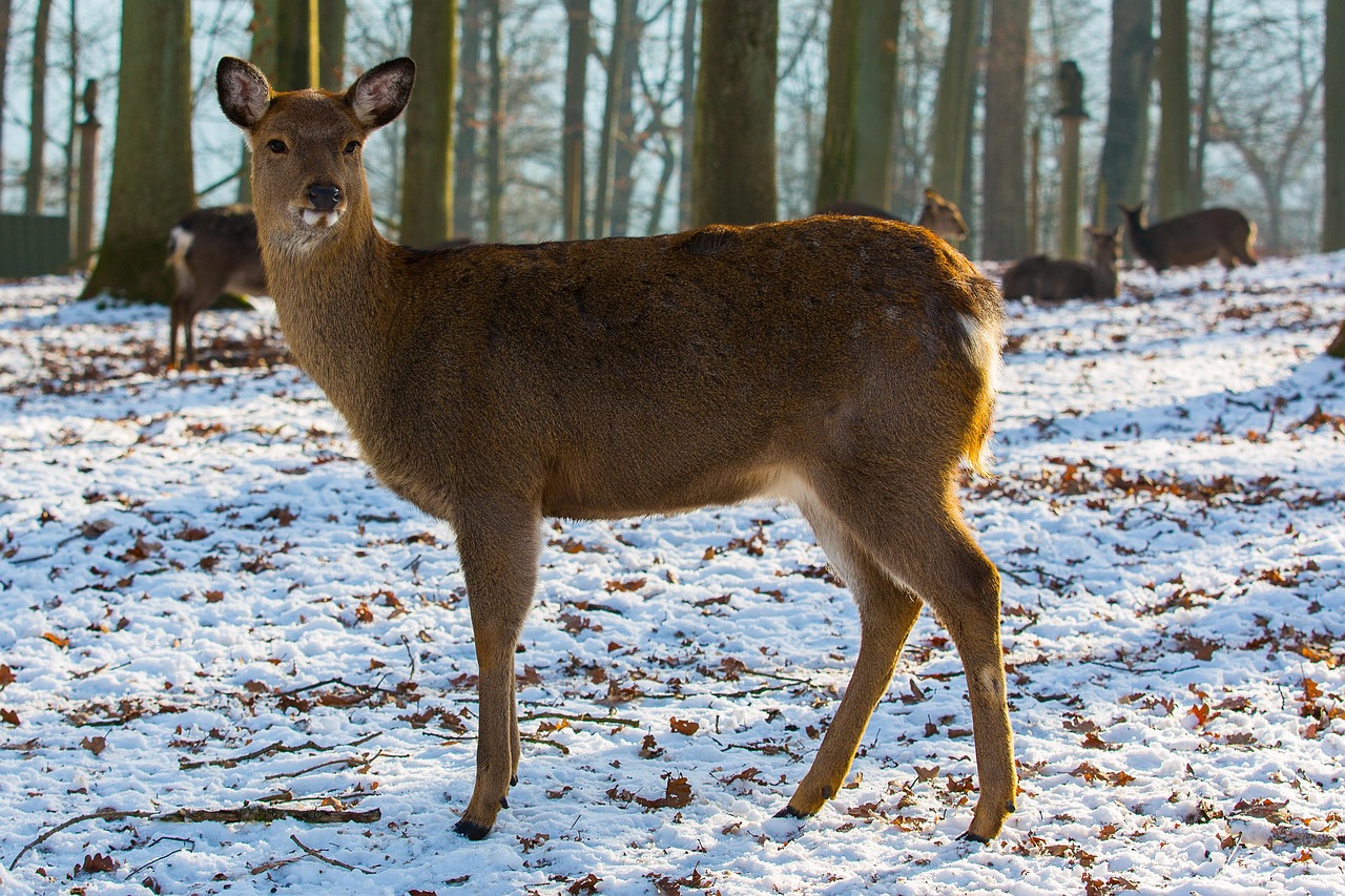 Akcja ratunkowa w Gomunicach. Strażacy pomogli uwięzionej sarnie