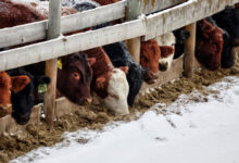 Powiatowy Lekarz Weterynarii przypomina o ochronie zwierząt podczas zimy