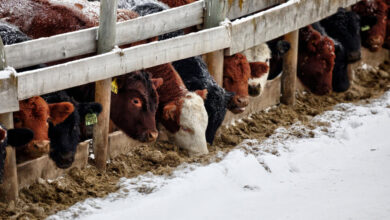 Powiatowy Lekarz Weterynarii przypomina o ochronie zwierząt podczas zimy