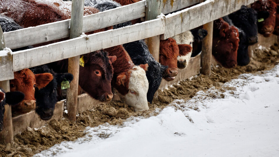 Powiatowy Lekarz Weterynarii przypomina o ochronie zwierząt podczas zimy