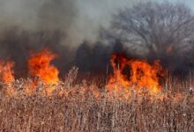 Wiosna i pożary traw. Strażacy już interweniowali w gminie Gidle