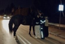 Koń na ulicach Radomska! Nietypowa interwencja policji