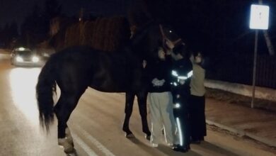 Koń na ulicach Radomska! Nietypowa interwencja policji