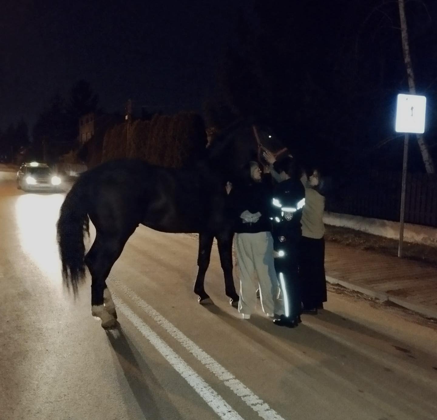 Koń na ulicach Radomska! Nietypowa interwencja policji