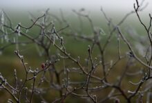 IMGW ostrzega: spadek temperatury poniżej zera