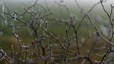 IMGW ostrzega: spadek temperatury poniżej zera