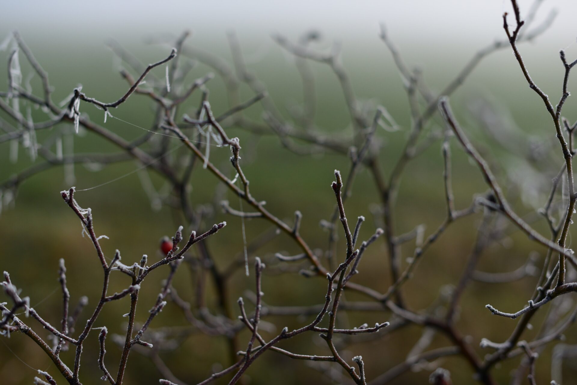 IMGW ostrzega: spadek temperatury poniżej zera