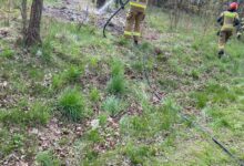 Pożar poszycia leśnego w Woli Blakowej. Przyczyną… wiewiórka