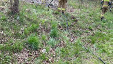 Pożar poszycia leśnego w Woli Blakowej. Przyczyną… wiewiórka