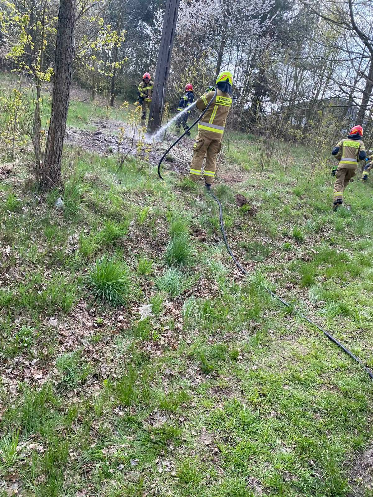 Pożar poszycia leśnego w Woli Blakowej. Przyczyną… wiewiórka